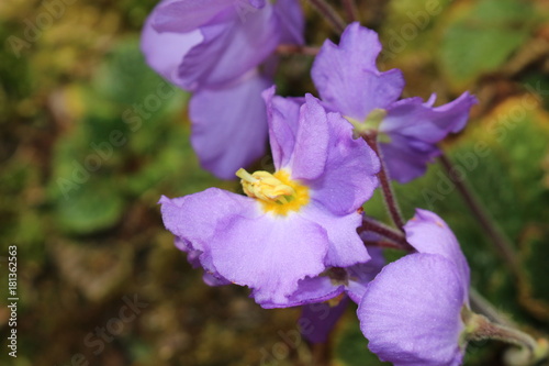 Fototapeta Naklejka Na Ścianę i Meble -  
