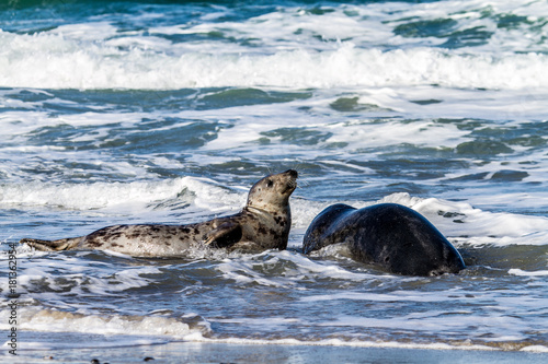 Seals on a beach