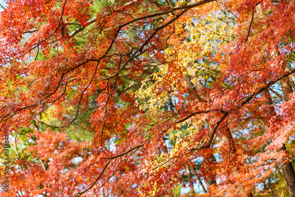 紅葉 紅葉