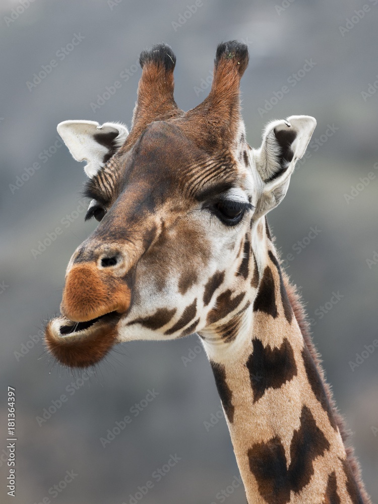 Fototapeta premium The northern giraffe, GIRAFFA CAMELOPARDALIS LINNAEUS