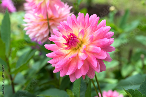 Single Beautiful Soft Pink Dahlia Flower Background 