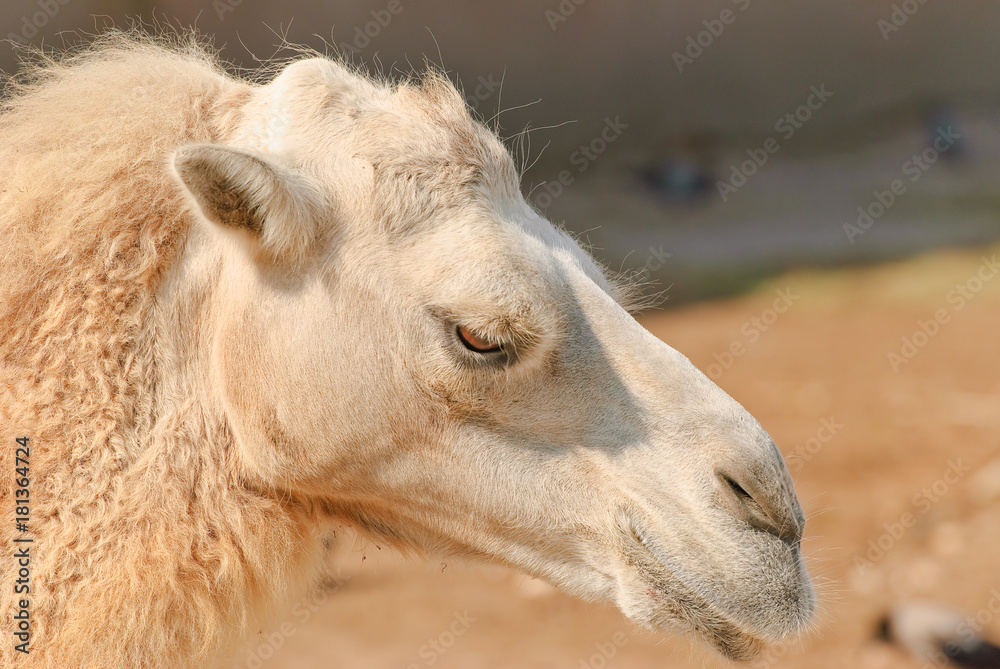 Obraz premium Bactrian camel (Camelus bactrianus) close-up 