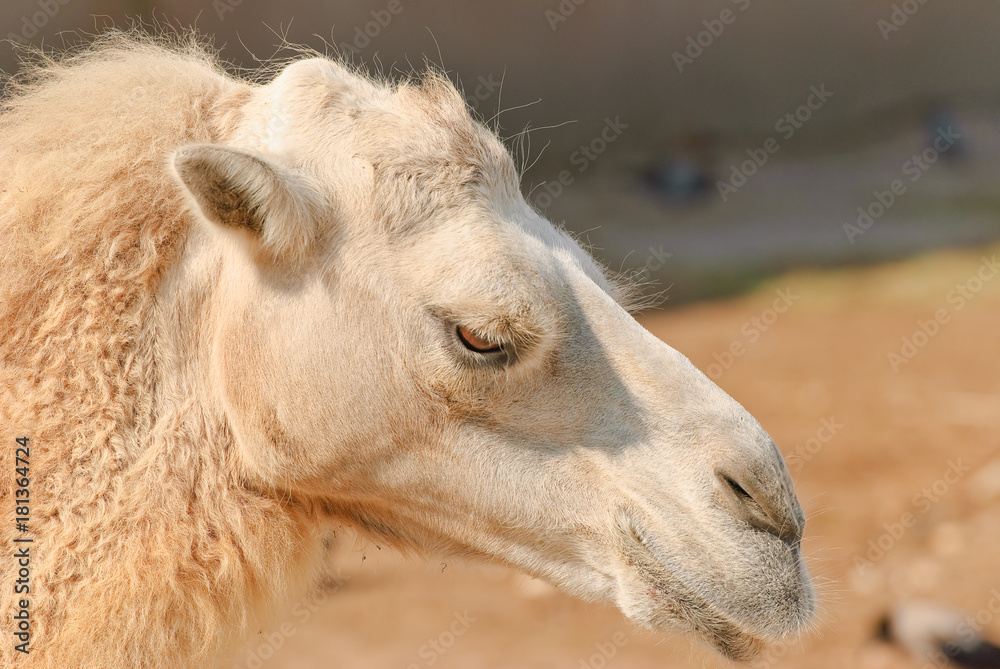 
Bactrian camel (Camelus bactrianus) close-up
