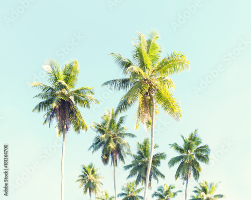 Coconut palms against the blue sky.  Toned image