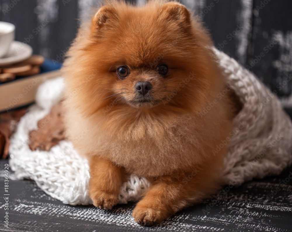 Pomeranian dog wrapped up a blanket. A stack of books a cup of coffee. Beautiful dog with books Stock-foto | Stock