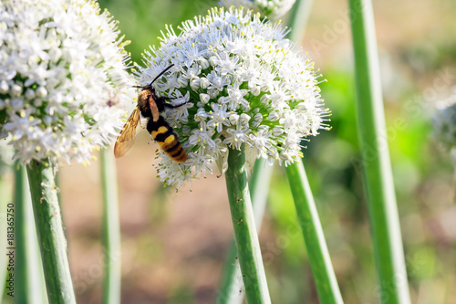 Blue-winged Wasp, Scolia dubia