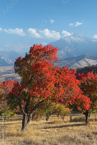 Autumn landscape with red trees and mountain views in the Tashkent region of Uzbekistan.