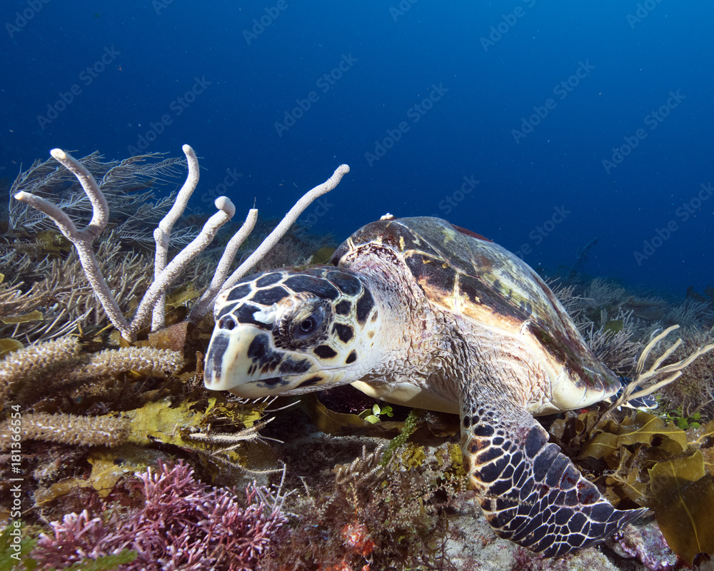 Obraz premium Hawksbill Sea Turtle (Florida)