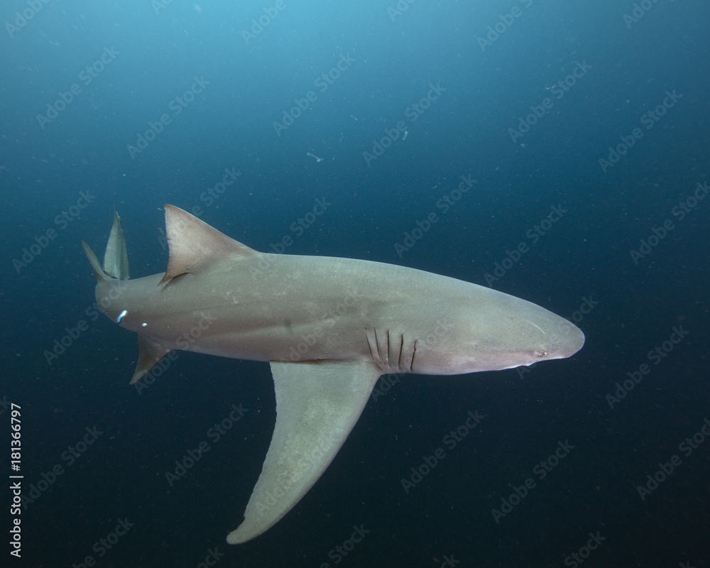 Obraz premium Lemon Shark (Florida)