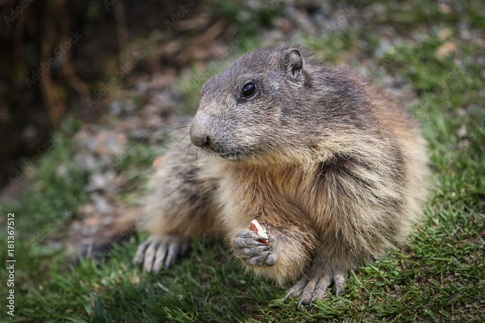 Marmot with nut Marmot with nut