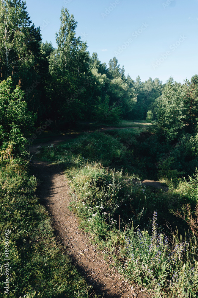 Fototapeta premium Walking in the city park at morning time. Summer light with a shadows in green forest. Fresh morning air.