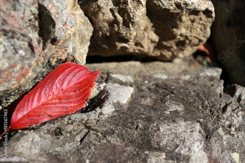 Red leaf fall on the rock. Red color of a leaf down on the stone in autumn.