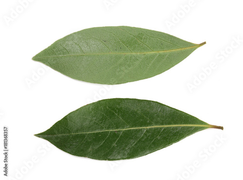 laurel leaf isolated on white background. Fresh bay leaves. Top view