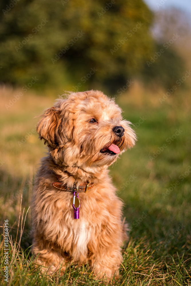 Terrier Portrait auf Waldweg im Herbst