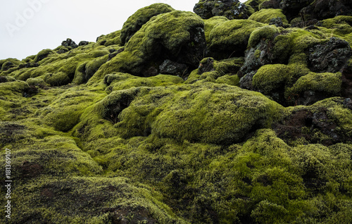Landscape of Icelandic Lava Field with Volcanic Rock Covered by Lush Green Moss