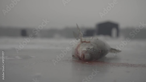 A bloody fish is giving itself brain damage by hitting it's head on the ice
