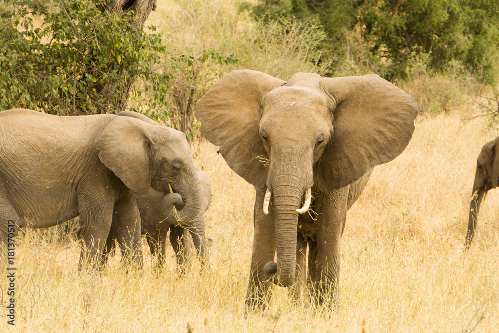 a group of African elephants on Tarangire park, Tanzania, Africa a group of African elephants on Tarangire park, Tanzania, Africa