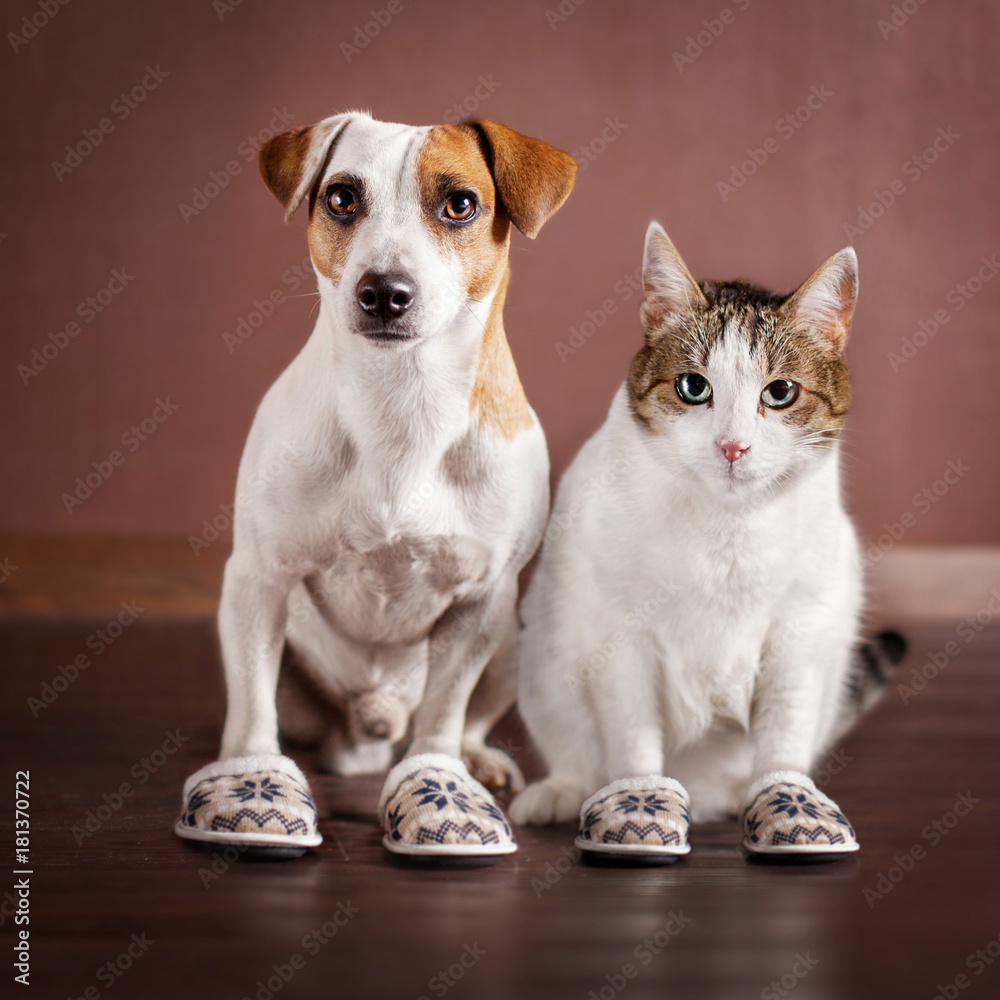 Dog wearing slippers deals