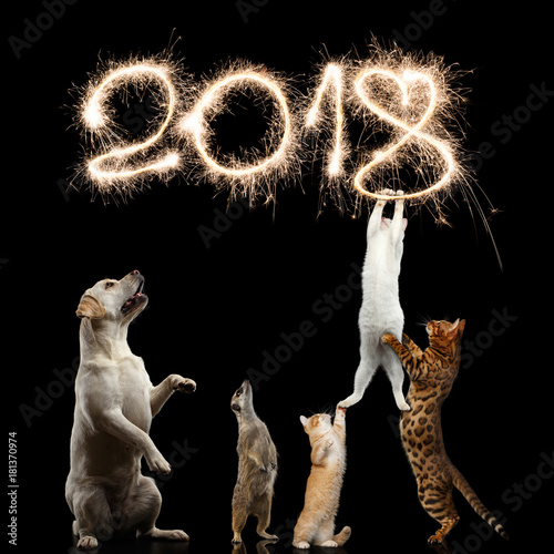 Photography Cats, Dog and meerkat preparing for the new 2018 year, decorate sparklers digits