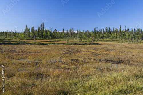 Vast swamps of the Muddus National Park above the polar circle