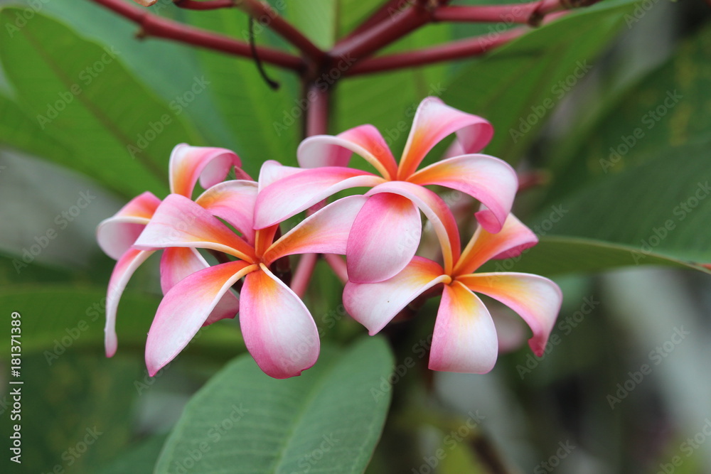 Fototapeta premium Pink Plumeria blossoms