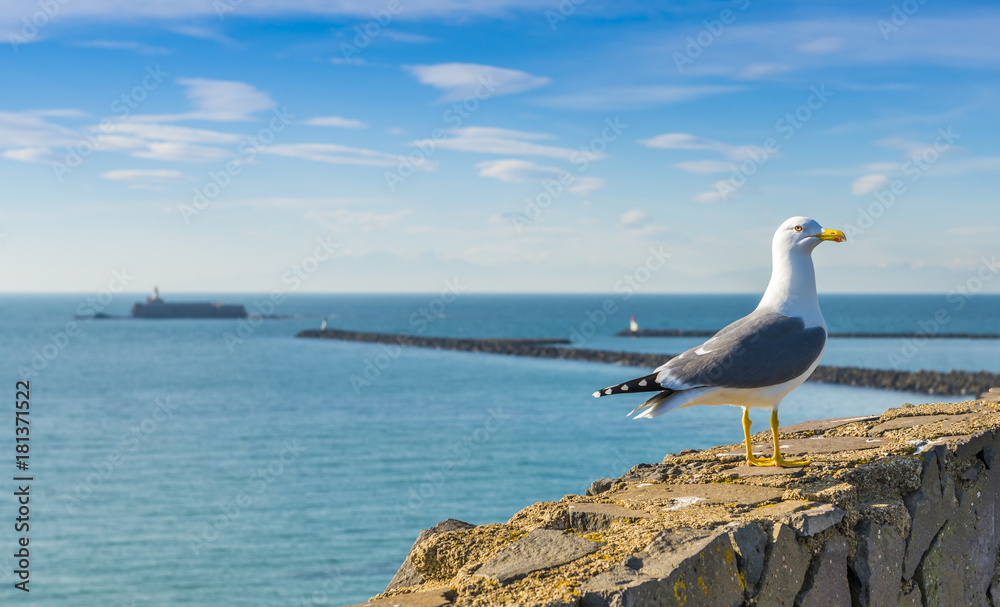 Fototapeta premium Goéland au bord de la mer