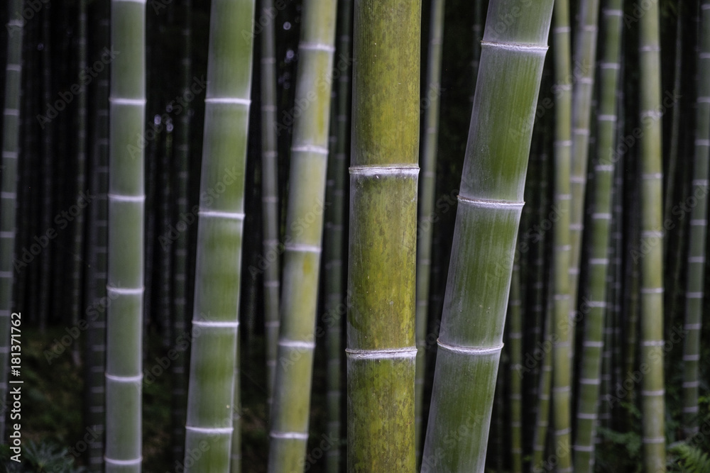 Obraz premium Bamboo garden