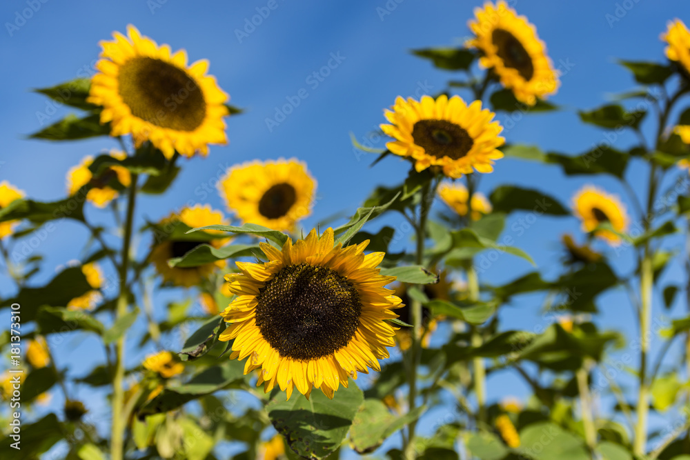 Sonnenblumen auf einem Sonnenblumenfeld mit blauem Himmel als Hintergrund (weit offene Blende)