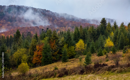deep autumn in countryside on gloomy day. beautiful nature scenery with forested mountain in fog on a cloudy day