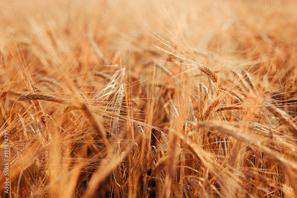 Fototapeta premium Wheat. Golden ears of wheat on the field.