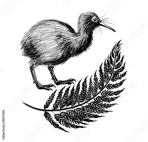Kiwi bird and fern