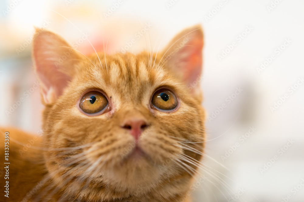 Selective focus of cute red cat eyes.