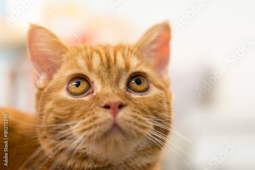 Selective focus of cute red cat eyes. © pitipat