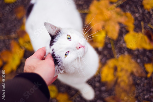 Cute white domestic cat being pet