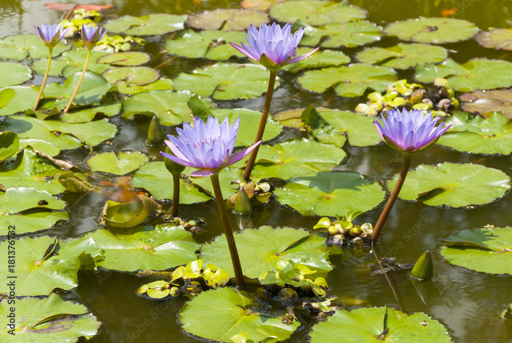 Water lilly, Nymphaea caerulea. Lilies Floating on a Lake. Purple Water Lily flowers in full Bloom. Guatemala Water lilly, Nymphaea caerulea. Lilies Floating on a Lake. Purple Water Lily flowers in full Bloom. Guatemala