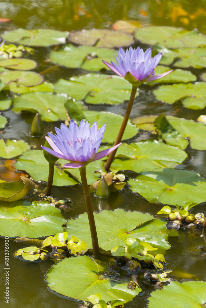 Water lilly, Nymphaea caerulea. Lilies Floating on a Lake. Purple Water Lily flowers in full Bloom. Guatemala Water lilly, Nymphaea caerulea. Lilies Floating on a Lake. Purple Water Lily flowers in full Bloom. Guatemala
