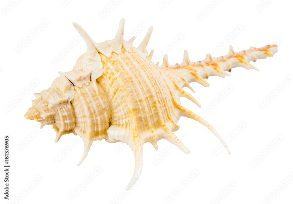 Sea shell isolated on white background with clipping path Sea shell isolated on white background with clipping path