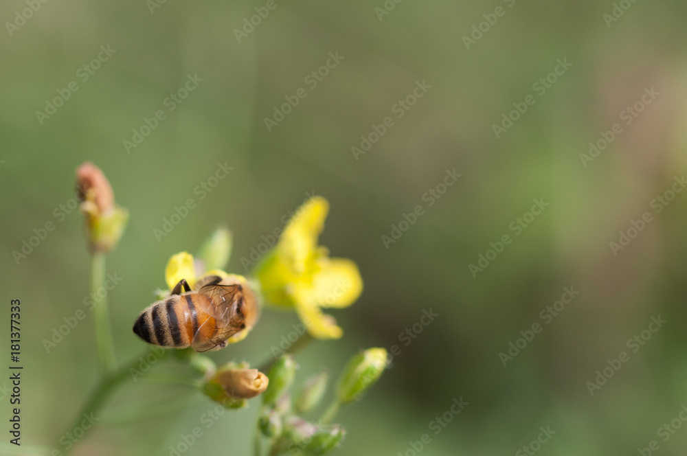 bee collects pollen on a wild rucola flower bee collects pollen on a wild rucola flower
