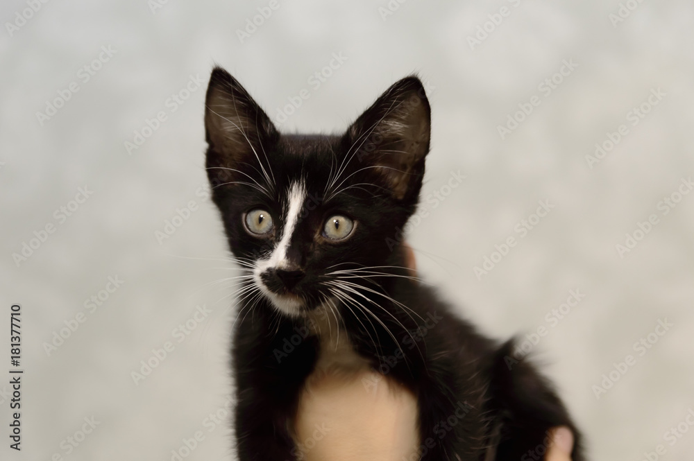 A small, mongrel black kitten with a white breast.