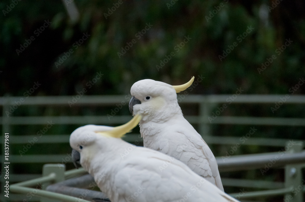 Two white big cockatoo birds looking front Two white big cockatoo birds looking front