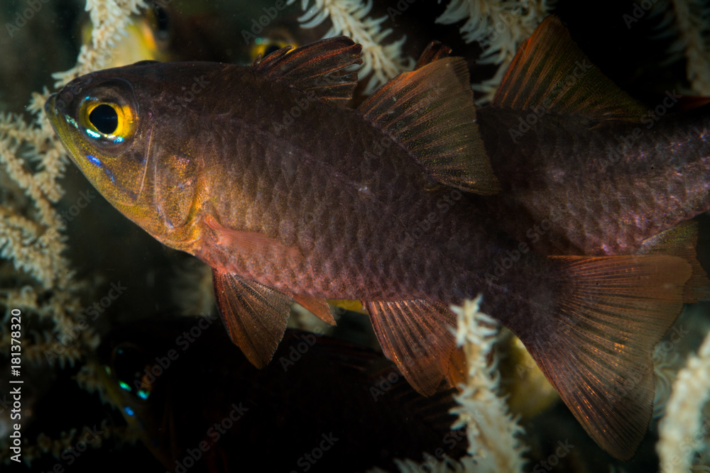 Naklejka premium yellow eye cardinalfish closeup