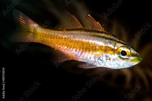 sharpline cardinalfish closeup © Subphoto