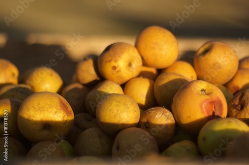 pommes recolte