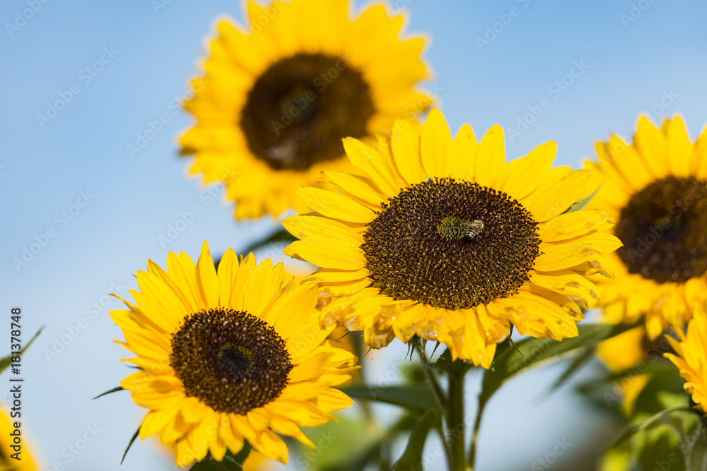 Sonnenblume auf einem Sonnenblumenfeld mit Bienen (Honigbiene) vor einem blauen Himmel