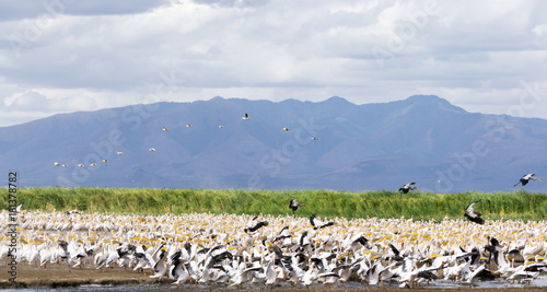 Thousands of pelicans in Manyara national park, Tanzania photo