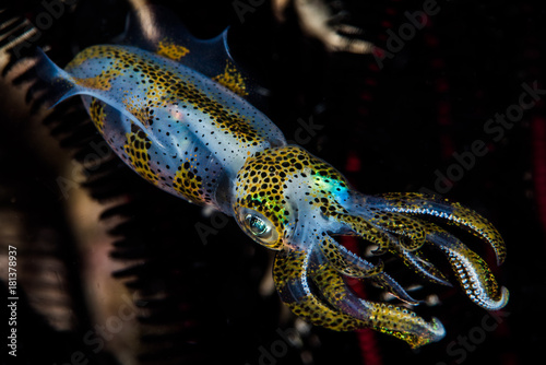 bigfin reef squid photo