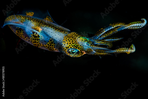 bigfin reef squid photo