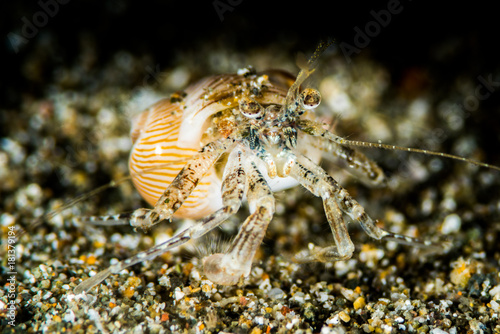 hairy hermit crab