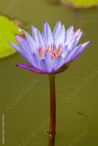 Water lilly, Nymphaea caerulea. Lilies Floating on a Lake. Purple Water Lily flowers in full Bloom. Guatemala