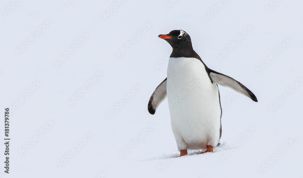 Fototapeta premium Antarctica Penguin